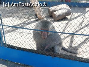[P29] Parc Zoologic Radauti » foto by ⭐ValentinB_88⭐
 - 
<span class="allrVoted glyphicon glyphicon-heart hidden" id="av1234747"></span>
<a class="m-l-10 hidden" id="sv1234747" onclick="voting_Foto_DelVot(,1234747,24054)" role="button">șterge vot <span class="glyphicon glyphicon-remove"></span></a>
<a id="v91234747" class=" c-red"  onclick="voting_Foto_SetVot(1234747)" role="button"><span class="glyphicon glyphicon-heart-empty"></span> <b>LIKE</b> = Votează poza</a> <img class="hidden"  id="f1234747W9" src="/imagini/loader.gif" border="0" /><span class="AjErrMes hidden" id="e1234747ErM"></span>