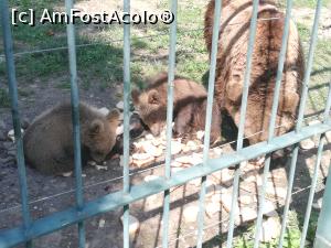 [P03] Parc Zoologic Radauti » foto by ⭐ValentinB_88⭐
 - 
<span class="allrVoted glyphicon glyphicon-heart hidden" id="av1234721"></span>
<a class="m-l-10 hidden" id="sv1234721" onclick="voting_Foto_DelVot(,1234721,24054)" role="button">șterge vot <span class="glyphicon glyphicon-remove"></span></a>
<a id="v91234721" class=" c-red"  onclick="voting_Foto_SetVot(1234721)" role="button"><span class="glyphicon glyphicon-heart-empty"></span> <b>LIKE</b> = Votează poza</a> <img class="hidden"  id="f1234721W9" src="/imagini/loader.gif" border="0" /><span class="AjErrMes hidden" id="e1234721ErM"></span>