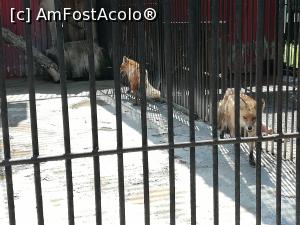 [P37] Parc Zoologic Radauti » foto by ⭐ValentinB_88⭐
 - 
<span class="allrVoted glyphicon glyphicon-heart hidden" id="av1234755"></span>
<a class="m-l-10 hidden" id="sv1234755" onclick="voting_Foto_DelVot(,1234755,24054)" role="button">șterge vot <span class="glyphicon glyphicon-remove"></span></a>
<a id="v91234755" class=" c-red"  onclick="voting_Foto_SetVot(1234755)" role="button"><span class="glyphicon glyphicon-heart-empty"></span> <b>LIKE</b> = Votează poza</a> <img class="hidden"  id="f1234755W9" src="/imagini/loader.gif" border="0" /><span class="AjErrMes hidden" id="e1234755ErM"></span>