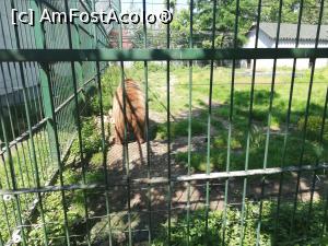 [P41] Parc Zoologic Radauti » foto by ⭐ValentinB_88⭐
 - 
<span class="allrVoted glyphicon glyphicon-heart hidden" id="av1234759"></span>
<a class="m-l-10 hidden" id="sv1234759" onclick="voting_Foto_DelVot(,1234759,24054)" role="button">șterge vot <span class="glyphicon glyphicon-remove"></span></a>
<a id="v91234759" class=" c-red"  onclick="voting_Foto_SetVot(1234759)" role="button"><span class="glyphicon glyphicon-heart-empty"></span> <b>LIKE</b> = Votează poza</a> <img class="hidden"  id="f1234759W9" src="/imagini/loader.gif" border="0" /><span class="AjErrMes hidden" id="e1234759ErM"></span>