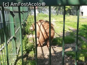 [P42] Parc Zoologic Radauti » foto by ⭐ValentinB_88⭐
 - 
<span class="allrVoted glyphicon glyphicon-heart hidden" id="av1234760"></span>
<a class="m-l-10 hidden" id="sv1234760" onclick="voting_Foto_DelVot(,1234760,24054)" role="button">șterge vot <span class="glyphicon glyphicon-remove"></span></a>
<a id="v91234760" class=" c-red"  onclick="voting_Foto_SetVot(1234760)" role="button"><span class="glyphicon glyphicon-heart-empty"></span> <b>LIKE</b> = Votează poza</a> <img class="hidden"  id="f1234760W9" src="/imagini/loader.gif" border="0" /><span class="AjErrMes hidden" id="e1234760ErM"></span>