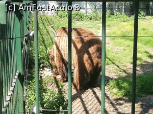 [P43] Parc Zoologic Radauti » foto by ⭐ValentinB_88⭐
 - 
<span class="allrVoted glyphicon glyphicon-heart hidden" id="av1234761"></span>
<a class="m-l-10 hidden" id="sv1234761" onclick="voting_Foto_DelVot(,1234761,24054)" role="button">șterge vot <span class="glyphicon glyphicon-remove"></span></a>
<a id="v91234761" class=" c-red"  onclick="voting_Foto_SetVot(1234761)" role="button"><span class="glyphicon glyphicon-heart-empty"></span> <b>LIKE</b> = Votează poza</a> <img class="hidden"  id="f1234761W9" src="/imagini/loader.gif" border="0" /><span class="AjErrMes hidden" id="e1234761ErM"></span>