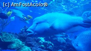 [P25] Palma aquarium » foto by goguta99
 - 
<span class="allrVoted glyphicon glyphicon-heart hidden" id="av993358"></span>
<a class="m-l-10 hidden" id="sv993358" onclick="voting_Foto_DelVot(,993358,24095)" role="button">șterge vot <span class="glyphicon glyphicon-remove"></span></a>
<a id="v9993358" class=" c-red"  onclick="voting_Foto_SetVot(993358)" role="button"><span class="glyphicon glyphicon-heart-empty"></span> <b>LIKE</b> = Votează poza</a> <img class="hidden"  id="f993358W9" src="/imagini/loader.gif" border="0" /><span class="AjErrMes hidden" id="e993358ErM"></span>