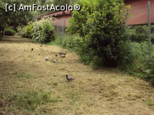 [P35] Păsărelele ciripitoare scormonind prin fân la intrarea în parcul Chico Mendez » foto by Carmen Ion
 - 
<span class="allrVoted glyphicon glyphicon-heart hidden" id="av994448"></span>
<a class="m-l-10 hidden" id="sv994448" onclick="voting_Foto_DelVot(,994448,24112)" role="button">șterge vot <span class="glyphicon glyphicon-remove"></span></a>
<a id="v9994448" class=" c-red"  onclick="voting_Foto_SetVot(994448)" role="button"><span class="glyphicon glyphicon-heart-empty"></span> <b>LIKE</b> = Votează poza</a> <img class="hidden"  id="f994448W9" src="/imagini/loader.gif" border="0" /><span class="AjErrMes hidden" id="e994448ErM"></span>