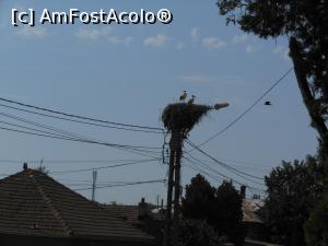 [P20] Fetești - De-a lungul Dunării, în sate, numeroase cuiburi de berze.  » foto by iulianic
 - 
<span class="allrVoted glyphicon glyphicon-heart hidden" id="av1001324"></span>
<a class="m-l-10 hidden" id="sv1001324" onclick="voting_Foto_DelVot(,1001324,24182)" role="button">șterge vot <span class="glyphicon glyphicon-remove"></span></a>
<a id="v91001324" class=" c-red"  onclick="voting_Foto_SetVot(1001324)" role="button"><span class="glyphicon glyphicon-heart-empty"></span> <b>LIKE</b> = Votează poza</a> <img class="hidden"  id="f1001324W9" src="/imagini/loader.gif" border="0" /><span class="AjErrMes hidden" id="e1001324ErM"></span>