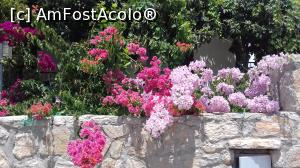 [P42] Bougainvillea de multe culori în Datça » foto by irinad
 - 
<span class="allrVoted glyphicon glyphicon-heart hidden" id="av985270"></span>
<a class="m-l-10 hidden" id="sv985270" onclick="voting_Foto_DelVot(,985270,24205)" role="button">șterge vot <span class="glyphicon glyphicon-remove"></span></a>
<a id="v9985270" class=" c-red"  onclick="voting_Foto_SetVot(985270)" role="button"><span class="glyphicon glyphicon-heart-empty"></span> <b>LIKE</b> = Votează poza</a> <img class="hidden"  id="f985270W9" src="/imagini/loader.gif" border="0" /><span class="AjErrMes hidden" id="e985270ErM"></span>