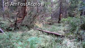 [P10] Intrarea în tinovul Luci. Arborii sunt încă destul de mari, dar înălțimea lor va scădea pe măsură ce avansăm înspre centrul tinovului. Fiind rezervație naturală, arborii nu se taie, nu se recoltează, nu se curăță, ci se lasă așa, la voia Domnului.  » foto by Lucien
 - 
<span class="allrVoted glyphicon glyphicon-heart hidden" id="av812063"></span>
<a class="m-l-10 hidden" id="sv812063" onclick="voting_Foto_DelVot(,812063,24266)" role="button">șterge vot <span class="glyphicon glyphicon-remove"></span></a>
<a id="v9812063" class=" c-red"  onclick="voting_Foto_SetVot(812063)" role="button"><span class="glyphicon glyphicon-heart-empty"></span> <b>LIKE</b> = Votează poza</a> <img class="hidden"  id="f812063W9" src="/imagini/loader.gif" border="0" /><span class="AjErrMes hidden" id="e812063ErM"></span>
