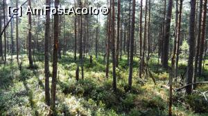 [P04] Covor de afine în tinovul Luci. Pădure monotonă, fără repere. Orientarea după soare sau după busolă este foarte necesară.  » foto by Lucien
 - 
<span class="allrVoted glyphicon glyphicon-heart hidden" id="av812044"></span>
<a class="m-l-10 hidden" id="sv812044" onclick="voting_Foto_DelVot(,812044,24266)" role="button">șterge vot <span class="glyphicon glyphicon-remove"></span></a>
<a id="v9812044" class=" c-red"  onclick="voting_Foto_SetVot(812044)" role="button"><span class="glyphicon glyphicon-heart-empty"></span> <b>LIKE</b> = Votează poza</a> <img class="hidden"  id="f812044W9" src="/imagini/loader.gif" border="0" /><span class="AjErrMes hidden" id="e812044ErM"></span>