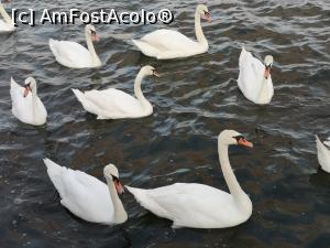 [P32] Lebedele din port » foto by crismis
 - 
<span class="allrVoted glyphicon glyphicon-heart hidden" id="av1139272"></span>
<a class="m-l-10 hidden" id="sv1139272" onclick="voting_Foto_DelVot(,1139272,24327)" role="button">șterge vot <span class="glyphicon glyphicon-remove"></span></a>
<a id="v91139272" class=" c-red"  onclick="voting_Foto_SetVot(1139272)" role="button"><span class="glyphicon glyphicon-heart-empty"></span> <b>LIKE</b> = Votează poza</a> <img class="hidden"  id="f1139272W9" src="/imagini/loader.gif" border="0" /><span class="AjErrMes hidden" id="e1139272ErM"></span>