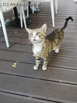 [P41] Una din pisicuțele de pe terasă, la micul dejun » foto by crismis
 - 
<span class="allrVoted glyphicon glyphicon-heart hidden" id="av1139281"></span>
<a class="m-l-10 hidden" id="sv1139281" onclick="voting_Foto_DelVot(,1139281,24327)" role="button">șterge vot <span class="glyphicon glyphicon-remove"></span></a>
<a id="v91139281" class=" c-red"  onclick="voting_Foto_SetVot(1139281)" role="button"><span class="glyphicon glyphicon-heart-empty"></span> <b>LIKE</b> = Votează poza</a> <img class="hidden"  id="f1139281W9" src="/imagini/loader.gif" border="0" /><span class="AjErrMes hidden" id="e1139281ErM"></span>