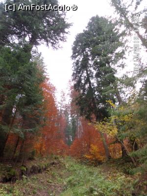 [P50] ”Incendiu” nemistuitor în pădure » foto by Alina53
 - 
<span class="allrVoted glyphicon glyphicon-heart hidden" id="av1030626"></span>
<a class="m-l-10 hidden" id="sv1030626" onclick="voting_Foto_DelVot(,1030626,24333)" role="button">șterge vot <span class="glyphicon glyphicon-remove"></span></a>
<a id="v91030626" class=" c-red"  onclick="voting_Foto_SetVot(1030626)" role="button"><span class="glyphicon glyphicon-heart-empty"></span> <b>LIKE</b> = Votează poza</a> <img class="hidden"  id="f1030626W9" src="/imagini/loader.gif" border="0" /><span class="AjErrMes hidden" id="e1030626ErM"></span>