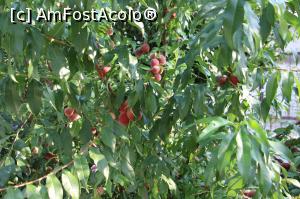 [P15] Piersici delicioase.  » foto by haiduc
 - 
<span class="allrVoted glyphicon glyphicon-heart hidden" id="av1013476"></span>
<a class="m-l-10 hidden" id="sv1013476" onclick="voting_Foto_DelVot(,1013476,24378)" role="button">șterge vot <span class="glyphicon glyphicon-remove"></span></a>
<a id="v91013476" class=" c-red"  onclick="voting_Foto_SetVot(1013476)" role="button"><span class="glyphicon glyphicon-heart-empty"></span> <b>LIKE</b> = Votează poza</a> <img class="hidden"  id="f1013476W9" src="/imagini/loader.gif" border="0" /><span class="AjErrMes hidden" id="e1013476ErM"></span>