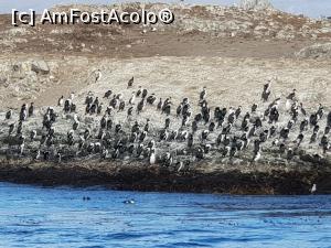 [P23] o colonie de cormorani » foto by robert
 - 
<span class="allrVoted glyphicon glyphicon-heart hidden" id="av1014378"></span>
<a class="m-l-10 hidden" id="sv1014378" onclick="voting_Foto_DelVot(,1014378,24388)" role="button">șterge vot <span class="glyphicon glyphicon-remove"></span></a>
<a id="v91014378" class=" c-red"  onclick="voting_Foto_SetVot(1014378)" role="button"><span class="glyphicon glyphicon-heart-empty"></span> <b>LIKE</b> = Votează poza</a> <img class="hidden"  id="f1014378W9" src="/imagini/loader.gif" border="0" /><span class="AjErrMes hidden" id="e1014378ErM"></span>