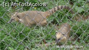[P16] Grădina zoologică „Ioan Crișan” Reșița. Coati » foto by ungureanica
 - 
<span class="allrVoted glyphicon glyphicon-heart hidden" id="av1016316"></span>
<a class="m-l-10 hidden" id="sv1016316" onclick="voting_Foto_DelVot(,1016316,24407)" role="button">șterge vot <span class="glyphicon glyphicon-remove"></span></a>
<a id="v91016316" class=" c-red"  onclick="voting_Foto_SetVot(1016316)" role="button"><span class="glyphicon glyphicon-heart-empty"></span> <b>LIKE</b> = Votează poza</a> <img class="hidden"  id="f1016316W9" src="/imagini/loader.gif" border="0" /><span class="AjErrMes hidden" id="e1016316ErM"></span>