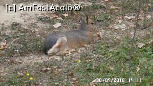 [P26] Grădina zoologică „Ioan Crișan” Reșița. Mara » foto by ungureanica
 - 
<span class="allrVoted glyphicon glyphicon-heart hidden" id="av1016326"></span>
<a class="m-l-10 hidden" id="sv1016326" onclick="voting_Foto_DelVot(,1016326,24407)" role="button">șterge vot <span class="glyphicon glyphicon-remove"></span></a>
<a id="v91016326" class=" c-red"  onclick="voting_Foto_SetVot(1016326)" role="button"><span class="glyphicon glyphicon-heart-empty"></span> <b>LIKE</b> = Votează poza</a> <img class="hidden"  id="f1016326W9" src="/imagini/loader.gif" border="0" /><span class="AjErrMes hidden" id="e1016326ErM"></span>