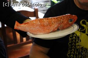 [P31] Ponta Delgada, Restaurante Gastronomo, Boca-Negra înainte de preparare, ni l-a adus Sonia să-l vedem...  » foto by mprofeanu
 - 
<span class="allrVoted glyphicon glyphicon-heart hidden" id="av1017782"></span>
<a class="m-l-10 hidden" id="sv1017782" onclick="voting_Foto_DelVot(,1017782,24421)" role="button">șterge vot <span class="glyphicon glyphicon-remove"></span></a>
<a id="v91017782" class=" c-red"  onclick="voting_Foto_SetVot(1017782)" role="button"><span class="glyphicon glyphicon-heart-empty"></span> <b>LIKE</b> = Votează poza</a> <img class="hidden"  id="f1017782W9" src="/imagini/loader.gif" border="0" /><span class="AjErrMes hidden" id="e1017782ErM"></span>