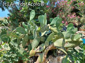 [P48] Un buchet de cactuși, plaja Mikros Gialos. » foto by maryka
 - 
<span class="allrVoted glyphicon glyphicon-heart hidden" id="av1315841"></span>
<a class="m-l-10 hidden" id="sv1315841" onclick="voting_Foto_DelVot(,1315841,24422)" role="button">șterge vot <span class="glyphicon glyphicon-remove"></span></a>
<a id="v91315841" class=" c-red"  onclick="voting_Foto_SetVot(1315841)" role="button"><span class="glyphicon glyphicon-heart-empty"></span> <b>LIKE</b> = Votează poza</a> <img class="hidden"  id="f1315841W9" src="/imagini/loader.gif" border="0" /><span class="AjErrMes hidden" id="e1315841ErM"></span>
