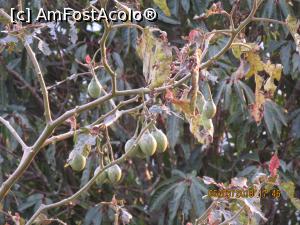 [P09] mango in curs de formare.  » foto by adri-nico
 - 
<span class="allrVoted glyphicon glyphicon-heart hidden" id="av1039908"></span>
<a class="m-l-10 hidden" id="sv1039908" onclick="voting_Foto_DelVot(,1039908,24423)" role="button">șterge vot <span class="glyphicon glyphicon-remove"></span></a>
<a id="v91039908" class=" c-red"  onclick="voting_Foto_SetVot(1039908)" role="button"><span class="glyphicon glyphicon-heart-empty"></span> <b>LIKE</b> = Votează poza</a> <img class="hidden"  id="f1039908W9" src="/imagini/loader.gif" border="0" /><span class="AjErrMes hidden" id="e1039908ErM"></span>