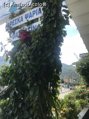 [P13] Tzitzikas Taverna, lângă masa noastră » foto by krisstinna
 - 
<span class="allrVoted glyphicon glyphicon-heart hidden" id="av1028376"></span>
<a class="m-l-10 hidden" id="sv1028376" onclick="voting_Foto_DelVot(,1028376,24482)" role="button">șterge vot <span class="glyphicon glyphicon-remove"></span></a>
<a id="v91028376" class=" c-red"  onclick="voting_Foto_SetVot(1028376)" role="button"><span class="glyphicon glyphicon-heart-empty"></span> <b>LIKE</b> = Votează poza</a> <img class="hidden"  id="f1028376W9" src="/imagini/loader.gif" border="0" /><span class="AjErrMes hidden" id="e1028376ErM"></span>