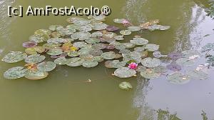 [P15] Nuferi înfloriți pe lac » foto by Mitica49
 - 
<span class="allrVoted glyphicon glyphicon-heart hidden" id="av1506820"></span>
<a class="m-l-10 hidden" id="sv1506820" onclick="voting_Foto_DelVot(,1506820,24485)" role="button">șterge vot <span class="glyphicon glyphicon-remove"></span></a>
<a id="v91506820" class=" c-red"  onclick="voting_Foto_SetVot(1506820)" role="button"><span class="glyphicon glyphicon-heart-empty"></span> <b>LIKE</b> = Votează poza</a> <img class="hidden"  id="f1506820W9" src="/imagini/loader.gif" border="0" /><span class="AjErrMes hidden" id="e1506820ErM"></span>