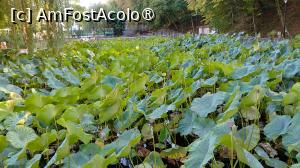 [P27] Lac cu nuferi » foto by Mitica49
 - 
<span class="allrVoted glyphicon glyphicon-heart hidden" id="av1506832"></span>
<a class="m-l-10 hidden" id="sv1506832" onclick="voting_Foto_DelVot(,1506832,24485)" role="button">șterge vot <span class="glyphicon glyphicon-remove"></span></a>
<a id="v91506832" class=" c-red"  onclick="voting_Foto_SetVot(1506832)" role="button"><span class="glyphicon glyphicon-heart-empty"></span> <b>LIKE</b> = Votează poza</a> <img class="hidden"  id="f1506832W9" src="/imagini/loader.gif" border="0" /><span class="AjErrMes hidden" id="e1506832ErM"></span>