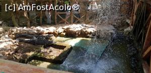 [P16] Hurghada Grand Aquarium - crocodili de Nil » foto by nicole33
 - 
<span class="allrVoted glyphicon glyphicon-heart hidden" id="av1025334"></span>
<a class="m-l-10 hidden" id="sv1025334" onclick="voting_Foto_DelVot(,1025334,24519)" role="button">șterge vot <span class="glyphicon glyphicon-remove"></span></a>
<a id="v91025334" class=" c-red"  onclick="voting_Foto_SetVot(1025334)" role="button"><span class="glyphicon glyphicon-heart-empty"></span> <b>LIKE</b> = Votează poza</a> <img class="hidden"  id="f1025334W9" src="/imagini/loader.gif" border="0" /><span class="AjErrMes hidden" id="e1025334ErM"></span>