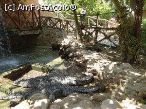 [P18] Hurghada Grand Aquarium - crocodili de Nil » foto by nicole33
 - 
<span class="allrVoted glyphicon glyphicon-heart hidden" id="av1025336"></span>
<a class="m-l-10 hidden" id="sv1025336" onclick="voting_Foto_DelVot(,1025336,24519)" role="button">șterge vot <span class="glyphicon glyphicon-remove"></span></a>
<a id="v91025336" class=" c-red"  onclick="voting_Foto_SetVot(1025336)" role="button"><span class="glyphicon glyphicon-heart-empty"></span> <b>LIKE</b> = Votează poza</a> <img class="hidden"  id="f1025336W9" src="/imagini/loader.gif" border="0" /><span class="AjErrMes hidden" id="e1025336ErM"></span>