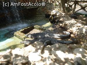 [P19] Hurghada Grand Aquarium - crocodili de Nil » foto by nicole33
 - 
<span class="allrVoted glyphicon glyphicon-heart hidden" id="av1025337"></span>
<a class="m-l-10 hidden" id="sv1025337" onclick="voting_Foto_DelVot(,1025337,24519)" role="button">șterge vot <span class="glyphicon glyphicon-remove"></span></a>
<a id="v91025337" class=" c-red"  onclick="voting_Foto_SetVot(1025337)" role="button"><span class="glyphicon glyphicon-heart-empty"></span> <b>LIKE</b> = Votează poza</a> <img class="hidden"  id="f1025337W9" src="/imagini/loader.gif" border="0" /><span class="AjErrMes hidden" id="e1025337ErM"></span>