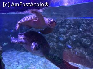 [P22] Hurghada Grand Aquarium - ţestoase » foto by nicole33
 - 
<span class="allrVoted glyphicon glyphicon-heart hidden" id="av1025340"></span>
<a class="m-l-10 hidden" id="sv1025340" onclick="voting_Foto_DelVot(,1025340,24519)" role="button">șterge vot <span class="glyphicon glyphicon-remove"></span></a>
<a id="v91025340" class=" c-red"  onclick="voting_Foto_SetVot(1025340)" role="button"><span class="glyphicon glyphicon-heart-empty"></span> <b>LIKE</b> = Votează poza</a> <img class="hidden"  id="f1025340W9" src="/imagini/loader.gif" border="0" /><span class="AjErrMes hidden" id="e1025340ErM"></span>