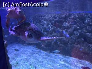 [P23] Hurghada Grand Aquarium - ţestoase » foto by nicole33
 - 
<span class="allrVoted glyphicon glyphicon-heart hidden" id="av1025341"></span>
<a class="m-l-10 hidden" id="sv1025341" onclick="voting_Foto_DelVot(,1025341,24519)" role="button">șterge vot <span class="glyphicon glyphicon-remove"></span></a>
<a id="v91025341" class=" c-red"  onclick="voting_Foto_SetVot(1025341)" role="button"><span class="glyphicon glyphicon-heart-empty"></span> <b>LIKE</b> = Votează poza</a> <img class="hidden"  id="f1025341W9" src="/imagini/loader.gif" border="0" /><span class="AjErrMes hidden" id="e1025341ErM"></span>