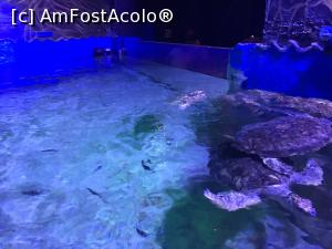 [P24] Hurghada Grand Aquarium - ţestoase » foto by nicole33
 - 
<span class="allrVoted glyphicon glyphicon-heart hidden" id="av1025342"></span>
<a class="m-l-10 hidden" id="sv1025342" onclick="voting_Foto_DelVot(,1025342,24519)" role="button">șterge vot <span class="glyphicon glyphicon-remove"></span></a>
<a id="v91025342" class=" c-red"  onclick="voting_Foto_SetVot(1025342)" role="button"><span class="glyphicon glyphicon-heart-empty"></span> <b>LIKE</b> = Votează poza</a> <img class="hidden"  id="f1025342W9" src="/imagini/loader.gif" border="0" /><span class="AjErrMes hidden" id="e1025342ErM"></span>