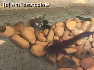 [P25] Hurghada Grand Aquarium - catfish » foto by nicole33
 - 
<span class="allrVoted glyphicon glyphicon-heart hidden" id="av1025343"></span>
<a class="m-l-10 hidden" id="sv1025343" onclick="voting_Foto_DelVot(,1025343,24519)" role="button">șterge vot <span class="glyphicon glyphicon-remove"></span></a>
<a id="v91025343" class=" c-red"  onclick="voting_Foto_SetVot(1025343)" role="button"><span class="glyphicon glyphicon-heart-empty"></span> <b>LIKE</b> = Votează poza</a> <img class="hidden"  id="f1025343W9" src="/imagini/loader.gif" border="0" /><span class="AjErrMes hidden" id="e1025343ErM"></span>
