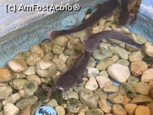 [P26] Hurghada Grand Aquarium - catfish » foto by nicole33
 - 
<span class="allrVoted glyphicon glyphicon-heart hidden" id="av1025344"></span>
<a class="m-l-10 hidden" id="sv1025344" onclick="voting_Foto_DelVot(,1025344,24519)" role="button">șterge vot <span class="glyphicon glyphicon-remove"></span></a>
<a id="v91025344" class=" c-red"  onclick="voting_Foto_SetVot(1025344)" role="button"><span class="glyphicon glyphicon-heart-empty"></span> <b>LIKE</b> = Votează poza</a> <img class="hidden"  id="f1025344W9" src="/imagini/loader.gif" border="0" /><span class="AjErrMes hidden" id="e1025344ErM"></span>
