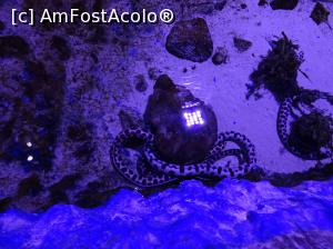 [P27] Hurghada Grand Aquarium - şerpi » foto by nicole33
 - 
<span class="allrVoted glyphicon glyphicon-heart hidden" id="av1025345"></span>
<a class="m-l-10 hidden" id="sv1025345" onclick="voting_Foto_DelVot(,1025345,24519)" role="button">șterge vot <span class="glyphicon glyphicon-remove"></span></a>
<a id="v91025345" class=" c-red"  onclick="voting_Foto_SetVot(1025345)" role="button"><span class="glyphicon glyphicon-heart-empty"></span> <b>LIKE</b> = Votează poza</a> <img class="hidden"  id="f1025345W9" src="/imagini/loader.gif" border="0" /><span class="AjErrMes hidden" id="e1025345ErM"></span>
