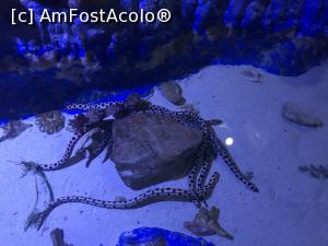 [P28] Hurghada Grand Aquarium - şerpi » foto by nicole33
 - 
<span class="allrVoted glyphicon glyphicon-heart hidden" id="av1025346"></span>
<a class="m-l-10 hidden" id="sv1025346" onclick="voting_Foto_DelVot(,1025346,24519)" role="button">șterge vot <span class="glyphicon glyphicon-remove"></span></a>
<a id="v91025346" class=" c-red"  onclick="voting_Foto_SetVot(1025346)" role="button"><span class="glyphicon glyphicon-heart-empty"></span> <b>LIKE</b> = Votează poza</a> <img class="hidden"  id="f1025346W9" src="/imagini/loader.gif" border="0" /><span class="AjErrMes hidden" id="e1025346ErM"></span>