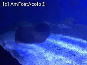 [P29] Hurghada Grand Aquarium - pisică de mare » foto by nicole33
 - 
<span class="allrVoted glyphicon glyphicon-heart hidden" id="av1025347"></span>
<a class="m-l-10 hidden" id="sv1025347" onclick="voting_Foto_DelVot(,1025347,24519)" role="button">șterge vot <span class="glyphicon glyphicon-remove"></span></a>
<a id="v91025347" class=" c-red"  onclick="voting_Foto_SetVot(1025347)" role="button"><span class="glyphicon glyphicon-heart-empty"></span> <b>LIKE</b> = Votează poza</a> <img class="hidden"  id="f1025347W9" src="/imagini/loader.gif" border="0" /><span class="AjErrMes hidden" id="e1025347ErM"></span>