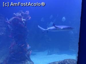 [P31] Hurghada Grand Aquarium - rechin » foto by nicole33
 - 
<span class="allrVoted glyphicon glyphicon-heart hidden" id="av1025349"></span>
<a class="m-l-10 hidden" id="sv1025349" onclick="voting_Foto_DelVot(,1025349,24519)" role="button">șterge vot <span class="glyphicon glyphicon-remove"></span></a>
<a id="v91025349" class=" c-red"  onclick="voting_Foto_SetVot(1025349)" role="button"><span class="glyphicon glyphicon-heart-empty"></span> <b>LIKE</b> = Votează poza</a> <img class="hidden"  id="f1025349W9" src="/imagini/loader.gif" border="0" /><span class="AjErrMes hidden" id="e1025349ErM"></span>