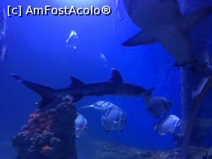 [P33] Hurghada Grand Aquarium - rechini » foto by nicole33
 - 
<span class="allrVoted glyphicon glyphicon-heart hidden" id="av1025351"></span>
<a class="m-l-10 hidden" id="sv1025351" onclick="voting_Foto_DelVot(,1025351,24519)" role="button">șterge vot <span class="glyphicon glyphicon-remove"></span></a>
<a id="v91025351" class=" c-red"  onclick="voting_Foto_SetVot(1025351)" role="button"><span class="glyphicon glyphicon-heart-empty"></span> <b>LIKE</b> = Votează poza</a> <img class="hidden"  id="f1025351W9" src="/imagini/loader.gif" border="0" /><span class="AjErrMes hidden" id="e1025351ErM"></span>