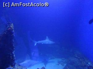 [P35] Hurghada Grand Aquarium - rechin » foto by nicole33
 - 
<span class="allrVoted glyphicon glyphicon-heart hidden" id="av1025353"></span>
<a class="m-l-10 hidden" id="sv1025353" onclick="voting_Foto_DelVot(,1025353,24519)" role="button">șterge vot <span class="glyphicon glyphicon-remove"></span></a>
<a id="v91025353" class=" c-red"  onclick="voting_Foto_SetVot(1025353)" role="button"><span class="glyphicon glyphicon-heart-empty"></span> <b>LIKE</b> = Votează poza</a> <img class="hidden"  id="f1025353W9" src="/imagini/loader.gif" border="0" /><span class="AjErrMes hidden" id="e1025353ErM"></span>