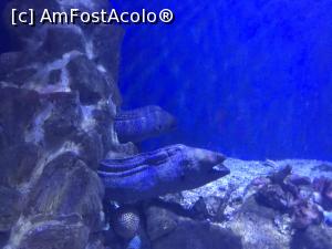 [P37] Hurghada Grand Aquarium » foto by nicole33
 - 
<span class="allrVoted glyphicon glyphicon-heart hidden" id="av1025355"></span>
<a class="m-l-10 hidden" id="sv1025355" onclick="voting_Foto_DelVot(,1025355,24519)" role="button">șterge vot <span class="glyphicon glyphicon-remove"></span></a>
<a id="v91025355" class=" c-red"  onclick="voting_Foto_SetVot(1025355)" role="button"><span class="glyphicon glyphicon-heart-empty"></span> <b>LIKE</b> = Votează poza</a> <img class="hidden"  id="f1025355W9" src="/imagini/loader.gif" border="0" /><span class="AjErrMes hidden" id="e1025355ErM"></span>