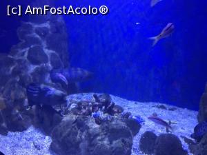 [P38] Hurghada Grand Aquarium » foto by nicole33
 - 
<span class="allrVoted glyphicon glyphicon-heart hidden" id="av1025356"></span>
<a class="m-l-10 hidden" id="sv1025356" onclick="voting_Foto_DelVot(,1025356,24519)" role="button">șterge vot <span class="glyphicon glyphicon-remove"></span></a>
<a id="v91025356" class=" c-red"  onclick="voting_Foto_SetVot(1025356)" role="button"><span class="glyphicon glyphicon-heart-empty"></span> <b>LIKE</b> = Votează poza</a> <img class="hidden"  id="f1025356W9" src="/imagini/loader.gif" border="0" /><span class="AjErrMes hidden" id="e1025356ErM"></span>