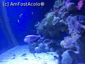 [P39] Hurghada Grand Aquarium » foto by nicole33
 - 
<span class="allrVoted glyphicon glyphicon-heart hidden" id="av1025357"></span>
<a class="m-l-10 hidden" id="sv1025357" onclick="voting_Foto_DelVot(,1025357,24519)" role="button">șterge vot <span class="glyphicon glyphicon-remove"></span></a>
<a id="v91025357" class=" c-red"  onclick="voting_Foto_SetVot(1025357)" role="button"><span class="glyphicon glyphicon-heart-empty"></span> <b>LIKE</b> = Votează poza</a> <img class="hidden"  id="f1025357W9" src="/imagini/loader.gif" border="0" /><span class="AjErrMes hidden" id="e1025357ErM"></span>