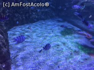 [P42] Hurghada Grand Aquarium » foto by nicole33
 - 
<span class="allrVoted glyphicon glyphicon-heart hidden" id="av1025360"></span>
<a class="m-l-10 hidden" id="sv1025360" onclick="voting_Foto_DelVot(,1025360,24519)" role="button">șterge vot <span class="glyphicon glyphicon-remove"></span></a>
<a id="v91025360" class=" c-red"  onclick="voting_Foto_SetVot(1025360)" role="button"><span class="glyphicon glyphicon-heart-empty"></span> <b>LIKE</b> = Votează poza</a> <img class="hidden"  id="f1025360W9" src="/imagini/loader.gif" border="0" /><span class="AjErrMes hidden" id="e1025360ErM"></span>