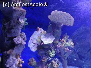 [P45] Hurghada Grand Aquarium » foto by nicole33
 - 
<span class="allrVoted glyphicon glyphicon-heart hidden" id="av1025363"></span>
<a class="m-l-10 hidden" id="sv1025363" onclick="voting_Foto_DelVot(,1025363,24519)" role="button">șterge vot <span class="glyphicon glyphicon-remove"></span></a>
<a id="v91025363" class=" c-red"  onclick="voting_Foto_SetVot(1025363)" role="button"><span class="glyphicon glyphicon-heart-empty"></span> <b>LIKE</b> = Votează poza</a> <img class="hidden"  id="f1025363W9" src="/imagini/loader.gif" border="0" /><span class="AjErrMes hidden" id="e1025363ErM"></span>