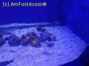 [P46] Hurghada Grand Aquarium - lion fish » foto by nicole33
 - 
<span class="allrVoted glyphicon glyphicon-heart hidden" id="av1025364"></span>
<a class="m-l-10 hidden" id="sv1025364" onclick="voting_Foto_DelVot(,1025364,24519)" role="button">șterge vot <span class="glyphicon glyphicon-remove"></span></a>
<a id="v91025364" class=" c-red"  onclick="voting_Foto_SetVot(1025364)" role="button"><span class="glyphicon glyphicon-heart-empty"></span> <b>LIKE</b> = Votează poza</a> <img class="hidden"  id="f1025364W9" src="/imagini/loader.gif" border="0" /><span class="AjErrMes hidden" id="e1025364ErM"></span>