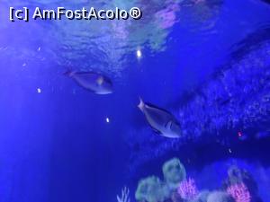 [P47] Hurghada Grand Aquarium » foto by nicole33
 - 
<span class="allrVoted glyphicon glyphicon-heart hidden" id="av1025365"></span>
<a class="m-l-10 hidden" id="sv1025365" onclick="voting_Foto_DelVot(,1025365,24519)" role="button">șterge vot <span class="glyphicon glyphicon-remove"></span></a>
<a id="v91025365" class=" c-red"  onclick="voting_Foto_SetVot(1025365)" role="button"><span class="glyphicon glyphicon-heart-empty"></span> <b>LIKE</b> = Votează poza</a> <img class="hidden"  id="f1025365W9" src="/imagini/loader.gif" border="0" /><span class="AjErrMes hidden" id="e1025365ErM"></span>