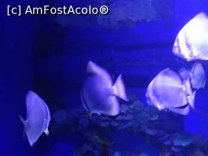 [P48] Hurghada Grand Aquarium » foto by nicole33
 - 
<span class="allrVoted glyphicon glyphicon-heart hidden" id="av1025366"></span>
<a class="m-l-10 hidden" id="sv1025366" onclick="voting_Foto_DelVot(,1025366,24519)" role="button">șterge vot <span class="glyphicon glyphicon-remove"></span></a>
<a id="v91025366" class=" c-red"  onclick="voting_Foto_SetVot(1025366)" role="button"><span class="glyphicon glyphicon-heart-empty"></span> <b>LIKE</b> = Votează poza</a> <img class="hidden"  id="f1025366W9" src="/imagini/loader.gif" border="0" /><span class="AjErrMes hidden" id="e1025366ErM"></span>