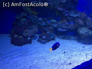 [P49] Hurghada Grand Aquarium » foto by nicole33
 - 
<span class="allrVoted glyphicon glyphicon-heart hidden" id="av1025367"></span>
<a class="m-l-10 hidden" id="sv1025367" onclick="voting_Foto_DelVot(,1025367,24519)" role="button">șterge vot <span class="glyphicon glyphicon-remove"></span></a>
<a id="v91025367" class=" c-red"  onclick="voting_Foto_SetVot(1025367)" role="button"><span class="glyphicon glyphicon-heart-empty"></span> <b>LIKE</b> = Votează poza</a> <img class="hidden"  id="f1025367W9" src="/imagini/loader.gif" border="0" /><span class="AjErrMes hidden" id="e1025367ErM"></span>