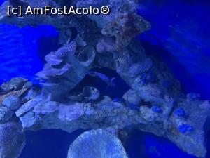 [P50] Hurghada Grand Aquarium » foto by nicole33
 - 
<span class="allrVoted glyphicon glyphicon-heart hidden" id="av1025368"></span>
<a class="m-l-10 hidden" id="sv1025368" onclick="voting_Foto_DelVot(,1025368,24519)" role="button">șterge vot <span class="glyphicon glyphicon-remove"></span></a>
<a id="v91025368" class=" c-red"  onclick="voting_Foto_SetVot(1025368)" role="button"><span class="glyphicon glyphicon-heart-empty"></span> <b>LIKE</b> = Votează poza</a> <img class="hidden"  id="f1025368W9" src="/imagini/loader.gif" border="0" /><span class="AjErrMes hidden" id="e1025368ErM"></span>