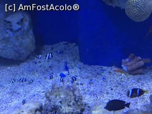 [P51] Hurghada Grand Aquarium » foto by nicole33
 - 
<span class="allrVoted glyphicon glyphicon-heart hidden" id="av1025369"></span>
<a class="m-l-10 hidden" id="sv1025369" onclick="voting_Foto_DelVot(,1025369,24519)" role="button">șterge vot <span class="glyphicon glyphicon-remove"></span></a>
<a id="v91025369" class=" c-red"  onclick="voting_Foto_SetVot(1025369)" role="button"><span class="glyphicon glyphicon-heart-empty"></span> <b>LIKE</b> = Votează poza</a> <img class="hidden"  id="f1025369W9" src="/imagini/loader.gif" border="0" /><span class="AjErrMes hidden" id="e1025369ErM"></span>